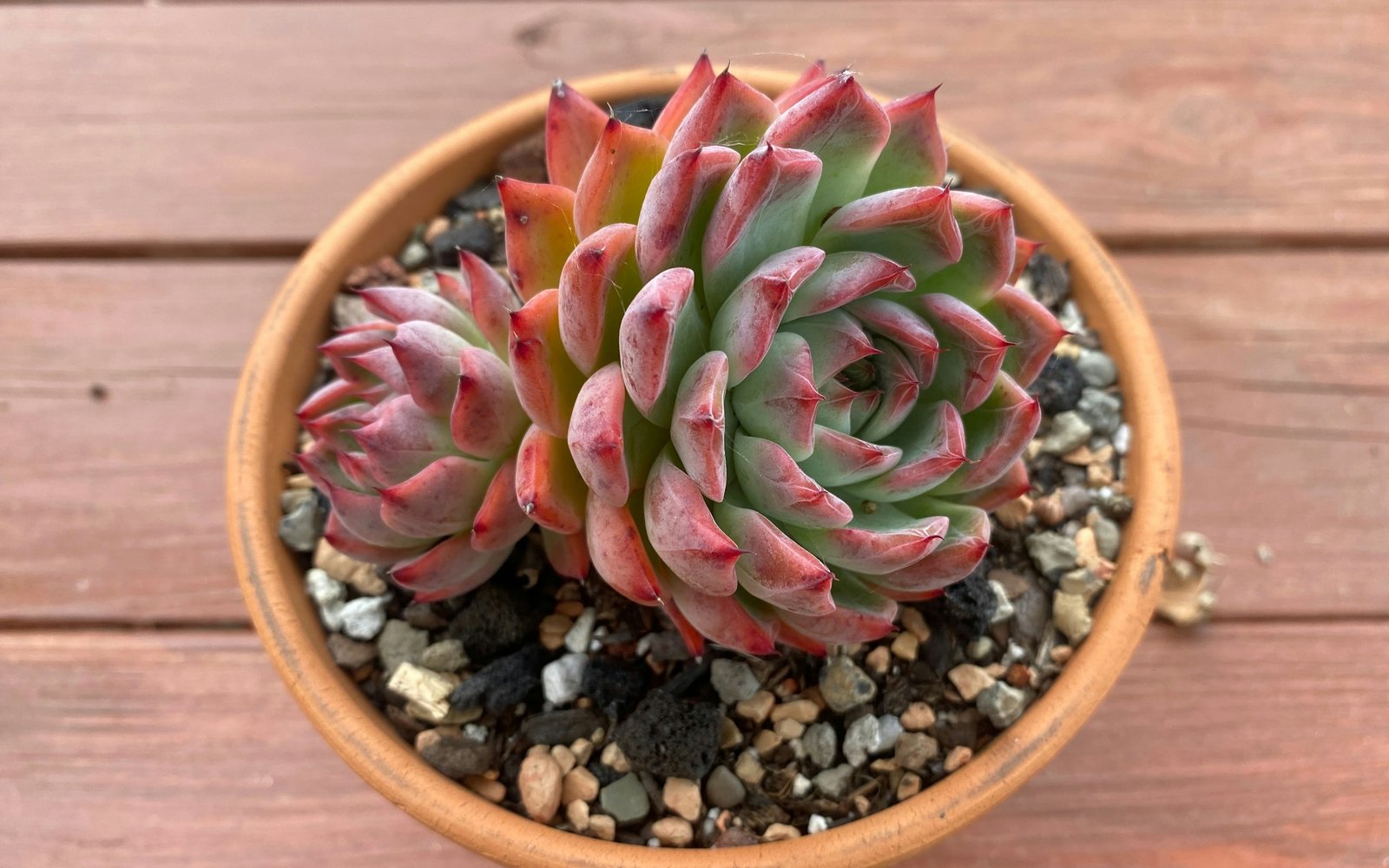 A succulent in a terracotta pot on a wood surface in soft natural light