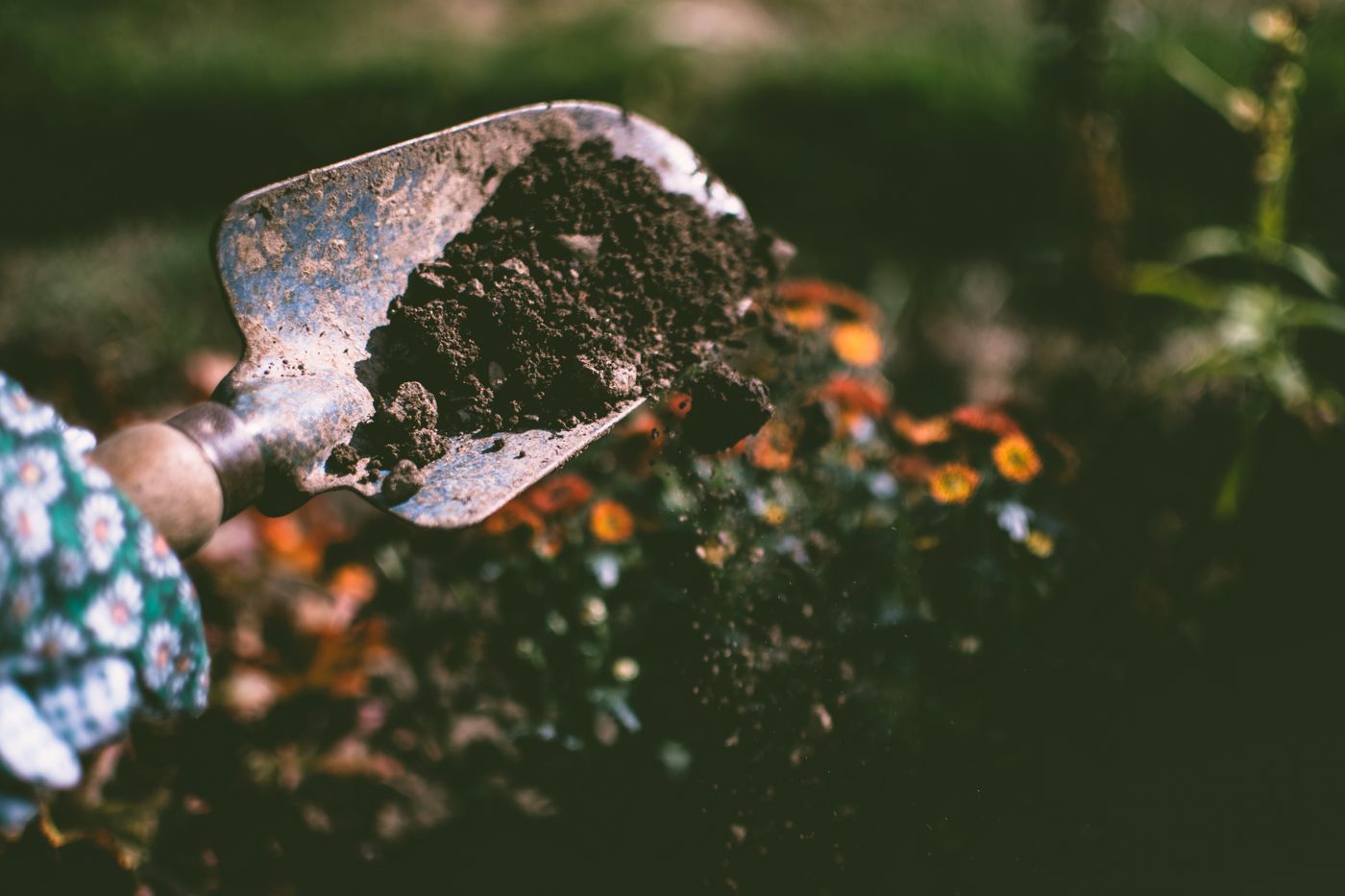 Young seedling rising from dark soil.